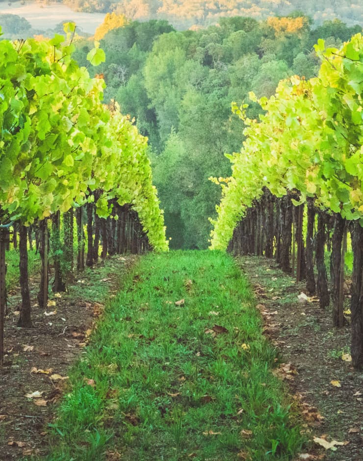Looking down a row at a vineyard